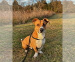 Small #12 Basset Hound Mix