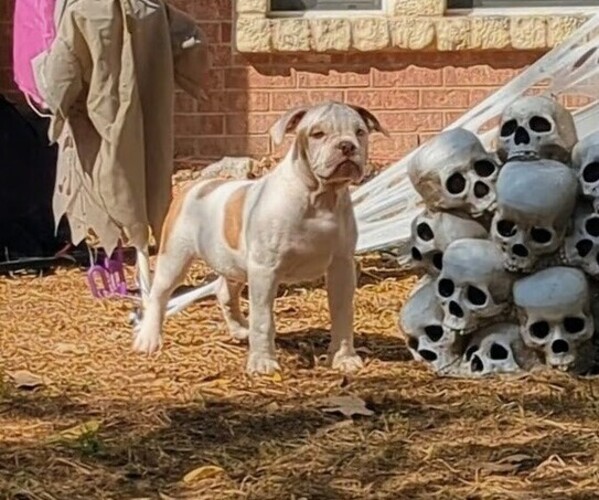 Medium Photo #2 Olde English Bulldogge Puppy For Sale in AUSTIN, TX, USA