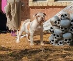 Small #1 Olde English Bulldogge