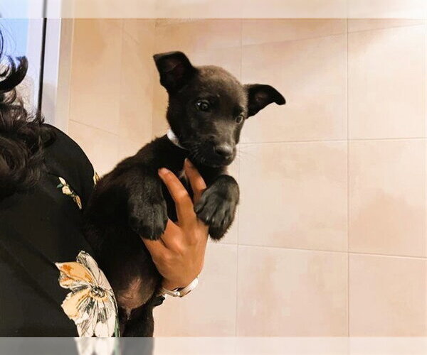 Medium Photo #1 Labrador Retriever Puppy For Sale in Redwood City, CA, USA