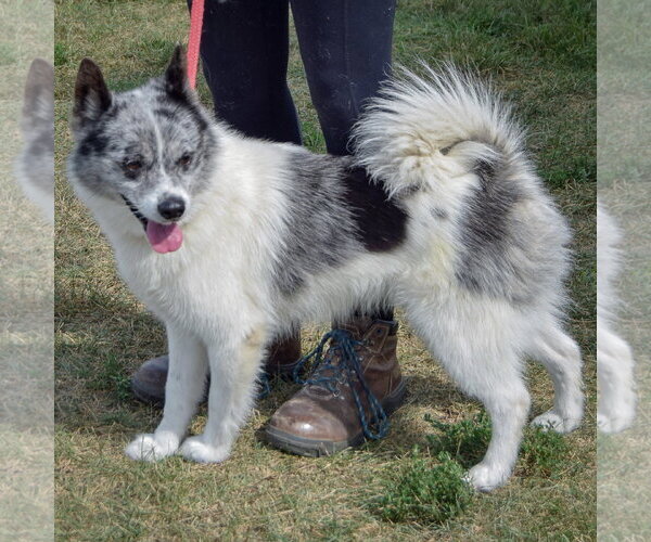 Medium Photo #2 Pomsky Puppy For Sale in Huntley, IL, USA