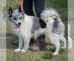 Small #1 Pomsky
