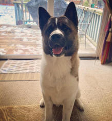 Akita Dogs for adoption in MAYNARD, MA, USA