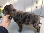 Small Photo #2 Australian Cattle Dog Puppy For Sale in GRANTS PASS, OR, USA