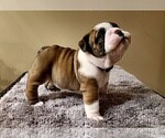 Puppy 0 Bulldog