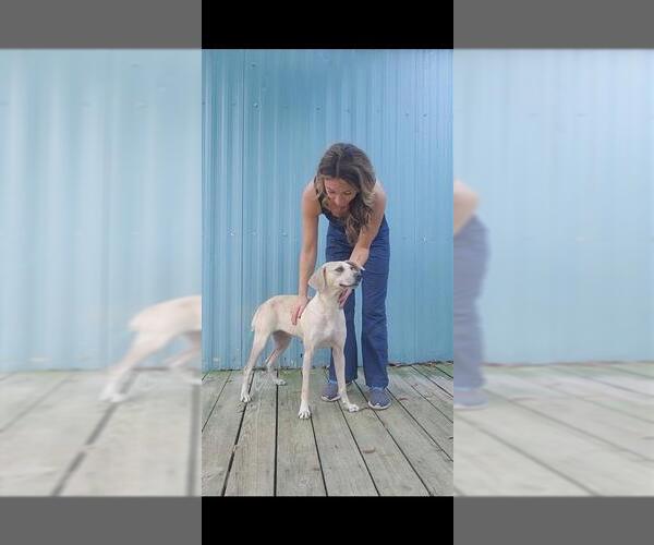 Medium Photo #23 Labrador Retriever-Unknown Mix Puppy For Sale in Murfreesboro, NC, USA