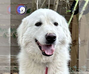 Great Pyrenees Dogs for adoption in Spring, TX, USA