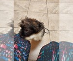 Small Photo #13 Shih Tzu Puppy For Sale in THE WOODLANDS, TX, USA