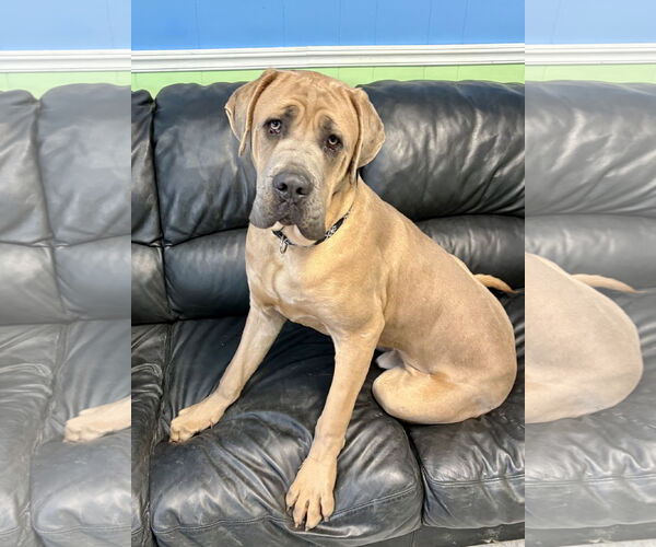 Medium Photo #1 Mutt Puppy For Sale in Spring Lake, NJ, USA