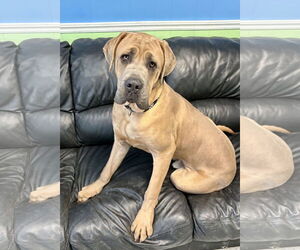 Mutt Dogs for adoption in Spring Lake, NJ, USA