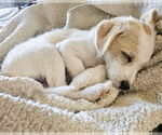Small #5 Mutt