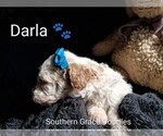 Small Photo #87 Goldendoodle (Miniature) Puppy For Sale in GASTONIA, NC, USA