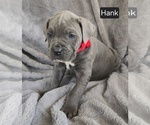 Small #1 Cane Corso