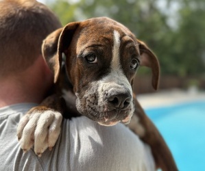 Boxer Puppy for sale in WEST COLUMBIA, SC, USA