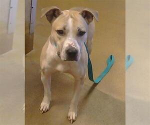 Mutt Dogs for adoption in Sacramento, CA, USA