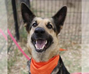 German Shepherd Dog-Unknown Mix Dogs for adoption in San Antonio, TX, USA