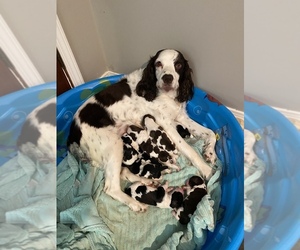 English Springer Spaniel Puppy for sale in UNION, MS, USA