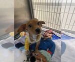 Small #10 Beagle-Chihuahua Mix