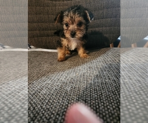 Yorkshire Terrier Puppy for sale in EAST BETHEL, MN, USA