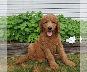 Labradoodle-Poodle (Standard) Mix Puppy for sale in LEOLA, PA, USA
