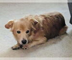 Small #1 Welsh Corgi Mix