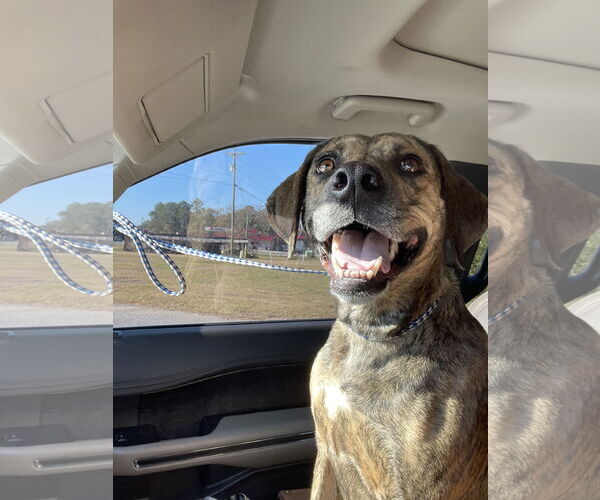 Medium Photo #3 Mountain Cur-Unknown Mix Puppy For Sale in Rockaway, NJ, USA