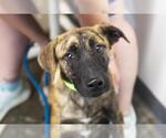 Small Mountain Cur Mix