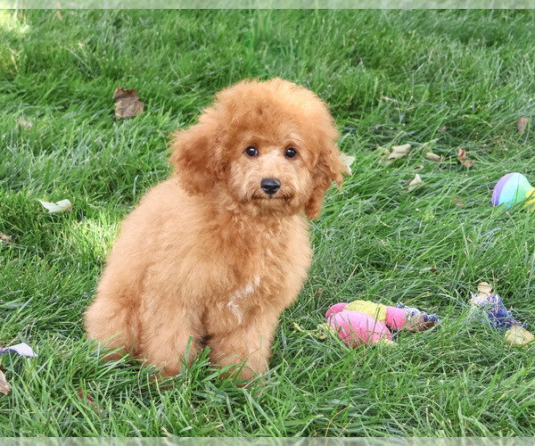 Medium Photo #6 Cavapoo (Miniature) Puppy For Sale in SYRACUSE, IN, USA