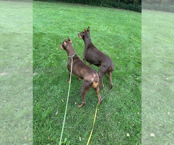 Medium Photo #2 Doberman Pinscher Puppy For Sale in ELLENVILLE, NY, USA