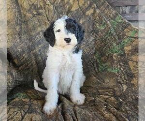 Goldendoodle Dogs for adoption in CANTON, OH, USA