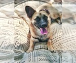 Small Photo #13 Chi-Corgi Puppy For Sale in Fultonham, NY, USA