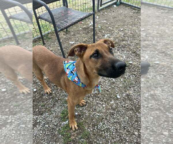 Medium Photo #2 Black Mouth Cur-Unknown Mix Puppy For Sale in Abbeville, LA, USA
