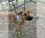 Small #1 Black Mouth Cur Mix