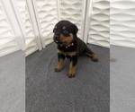 Small #3 Rottweiler