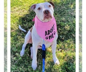 American Staffordshire Terrier-Boxer Mix Dogs for adoption in San Juan Capistrano, CA, USA