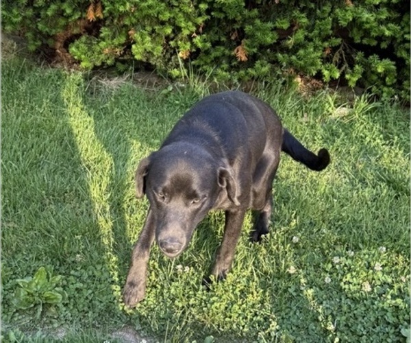 Medium Photo #1 Labrador Retriever Puppy For Sale in ROGERSVILLE, MO, USA