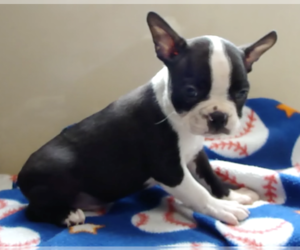 Boston Terrier Litter for sale in BEND, OR, USA