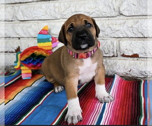 Great Dane-Unknown Mix Dogs for adoption in OKLAHOMA CITY, OK, USA