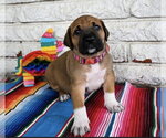 Small Great Dane Mix