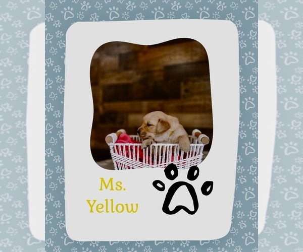 Medium Photo #8 Golden Retriever Puppy For Sale in VERONA, KY, USA