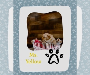Medium Golden Retriever