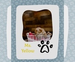 Puppy Ms Yellow Golden Retriever