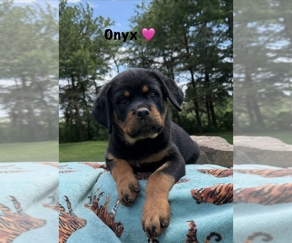 Medium Photo #6 Rottweiler Puppy For Sale in WHEATFIELD, IN, USA