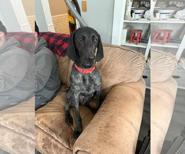 Medium Photo #1 Coonhound-German Shorthaired Pointer Mix Puppy For Sale in Duluth, MN, USA