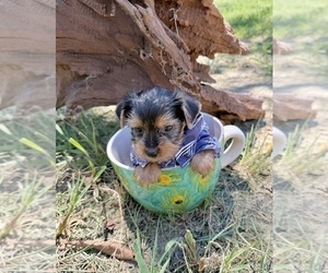 Yorkshire Terrier Puppy for sale in CASSVILLE, MO, USA