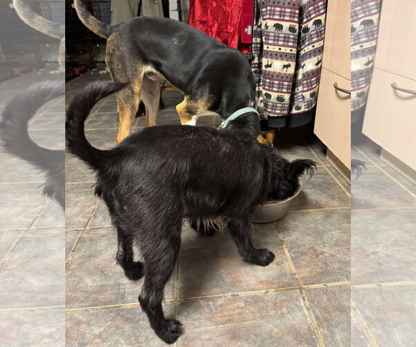 Medium Photo #19 Treeing Walker Coonhound-Unknown Mix Puppy For Sale in Germantown, OH, USA