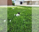 Small #2 Chihuahua
