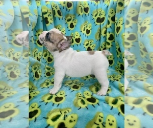 French Bulldog Puppy for Sale in DAVENPORT, Iowa USA