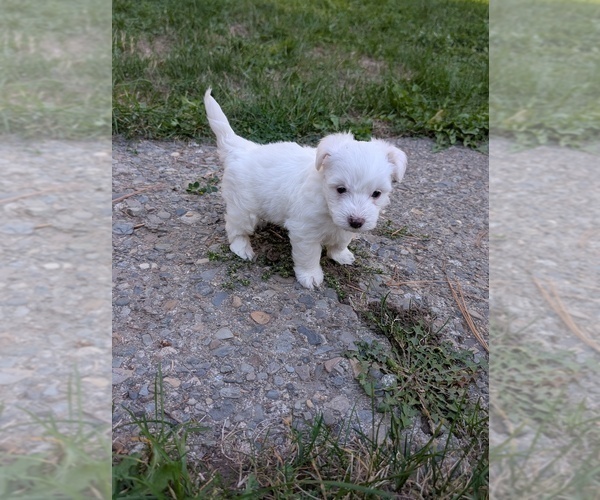 Medium Photo #7 Aussiedoodle Miniature  Puppy For Sale in SPIRIT LAKE, ID, USA
