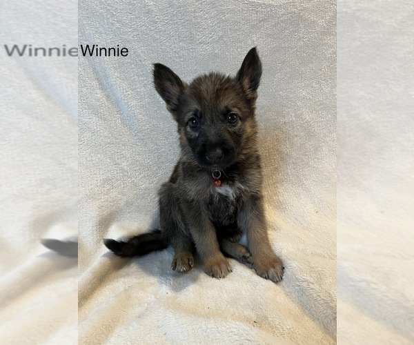 Medium Photo #4 German Shepherd Dog Puppy For Sale in ANNA, TX, USA